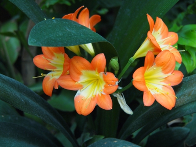 [The outer petals of these blooms are a peachy orange while the center and the backsides are whitish yellow with yellow stamem. These blooms sit amidst long very dark green leaves.]